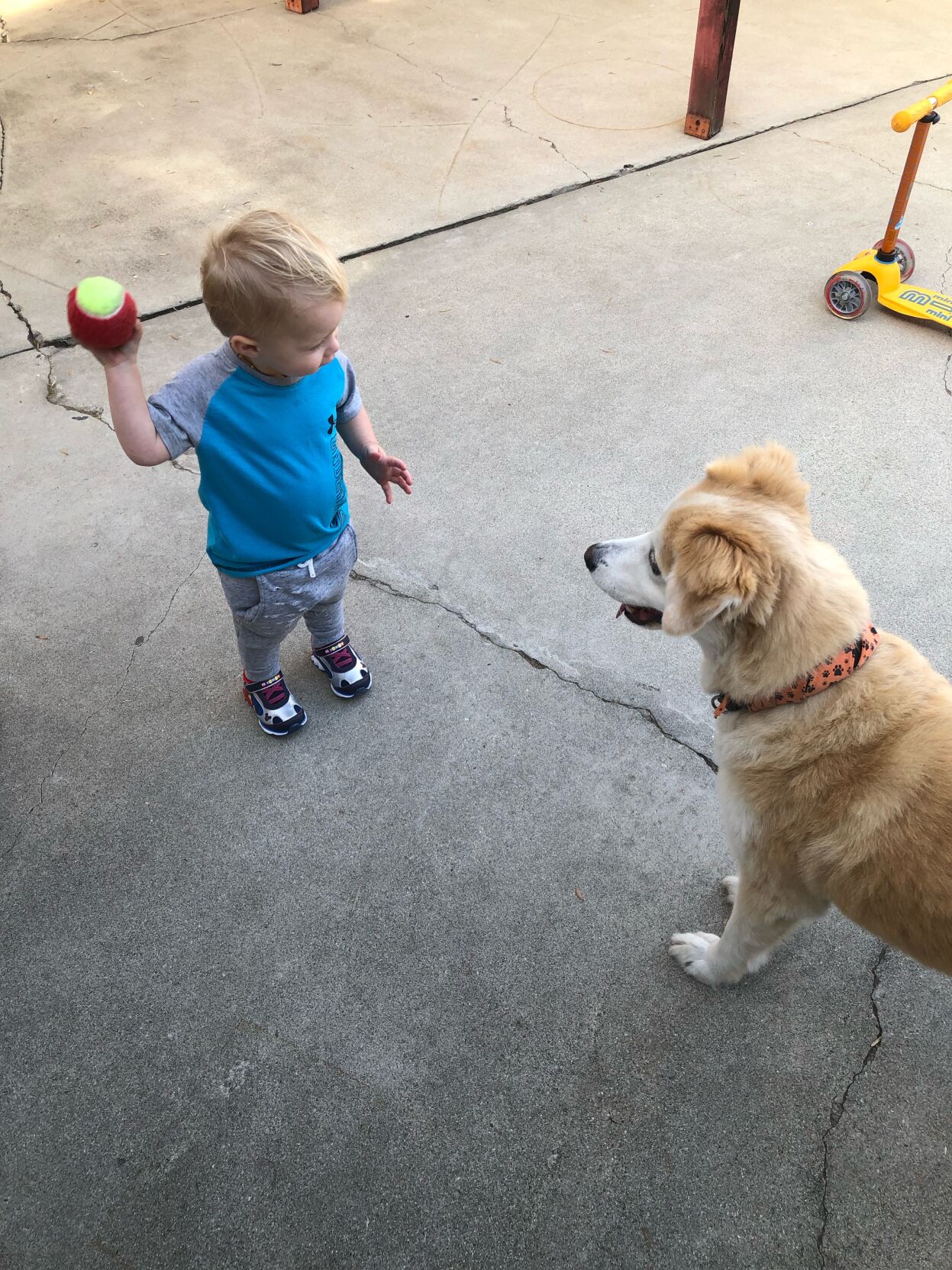 Nala plays with Shore